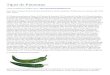 ltnprodutosrurais.webnode.com.br€¦  · Web viewTipos de Pimentas ( Lista compilada por Magna Couto - Esses foram os tipos de pimentas que encontrei em minhas pesquisas, 93 tipos