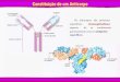 Os anticorpos são proteínas específicas (imunoglobulinas · Na auto-imunidade o organismo reage contra as células do próprio !organismo, provocando a destruição dos tecidos,