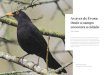 As aves de Évora: Onde o campo encontra a cidade · 1Canto - O canto é um dos traços mais emblemáticos das aves, permitindo curiosamente a identificação do seu emissor mesmo