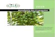 Kenya Agricultural & Livestock Research Organization - Macadamia … · 2020. 5. 1. · macadamia was introduced in Kenya from Australia in 1946, it was not until 1964 that the Ministry