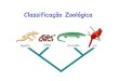 Classificação Zoológica1. Pré-história 2. De Aristóteles até a idade média – pioneiro da classificação biológica – reconhece grupos como aves, peixes, baleias e insetos