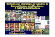 Conhecimentos e tecnologias de fruticultura da Embrapa … · 2011. 5. 6. · manual Vigor e longevidade Produção na Vigor e longevidade entressafra das plantas ... e cruzamentos