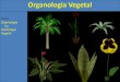 Organologia Vegetalcolegiosantarosa-pa.com.br/material_do_professor/bruno_uchoa/2an… · I. Fixar a planta ao solo II. Absorver água e sais minerais do solo para a planta. Organologia
