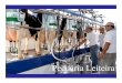 Pecuária Leiteira · 2019. 12. 31. · de produção de leite Produção por dia litros 333 595 Total de vacas 47 50 ... Estábulos suntuosos Galpão de free stall Sala de ordenha