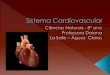 Formação: Coração e · 2013. 5. 27. · Hipertensão arterial – aumento anormal e constante da pressão arterial; Insuficiência cardíaca – O coração não bombeia o sangue