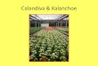 Calandiva & Kalanchoe - USP & Kalanchoe.pdf · Características: - Kalanchoe blossfeldiana •Família: Crassulaceae •Divisão: Angiospermae •Origem: Madagascar •Ciclo de Vida: