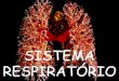 SISTEMA RESPIRATÓRIO · 2010. 3. 14. · Sistema Respiratório C Bronquíolo Alvéolo pulmonar Vesícula Pulmonar Sangue venoso Capilar sanguíneo Sangue arterial Alvéolo pulmonar
