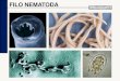 FILO NEMATODA - the-documents.com · FILO NEMATODA 6. TRIQUINOSE Vermes do gênero Trichinella Agente etiológico Modo de transmissão Oral –ingestão de ovos Profilaxia Cozinhar