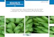 Propriedades Tecnológicas de Amidos Isolados de Plátanos e · PDF file 2020. 12. 29. · Os amidos apresentaram teor considerável de amilose (29,7% a 37,8%), baixos teores de fósforo