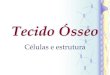 Tecido Ósseo · 2020. 6. 1. · Tecido Ósseo •Tecido conjuntivo especializado •Cels –Osteoblastos –Osteócitos –Osteoclastos –Cels osteogênicas* –Periósteo e Endósteo