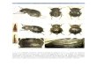 Plancha XXXIV.- Alphasida (Glabrasida) lapini ...sea-entomologia.org/.../3PLANCHASIILaminas34a75.pdfescultura del pronoto del ♂; 9: élitro izquierdo del ♂. Los ejemplares, colectados