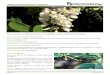 Robinia pseudoacacia (robínia) - WordPress.com · 2014. 5. 23. · Produz muita folhada rica em azoto, que promove a alteração do solo. Em algumas regiões, as flores fragrantes