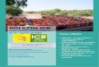 BOLETIM ICB - Cajuculturacajucultura.com.br/.../uploads/2020/09/Boletim-ICB_10.pdf · 2020. 9. 1. · Para exemplificar, em novembro de 2019 o ICB iniciou uma campanha para a promoção