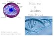Núcleo e ácidos nucléicos · 2012. 9. 16. · Núcleo • Descoberto em 1838 por Robert Brown • Centro de controle das células eucariontes em, pelo menos, uma fase da vida celular