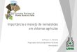 Importância e manejo de nematoides em sistemas agrícolas · 2018. 8. 9. · Importância e manejo de nematoides em sistemas agrícolas Andressa C. Z. Machado Pesquisadora Instituto