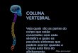 COLUNA VERTEBRAL - WordPress.com · 2012. 1. 24. · tireóide, ombros, cotovelos. SINTOMAS bursites, resfriados, condições da tireóide