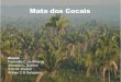 Mata dos Cocais - bertoldibertoldi.weebly.com/.../4/6/8/9/46892617/mata_dos_cocais.pdf · 2018. 8. 30. · Mata dos Cocais. Milhares de pessoas vivem do extrativismo do coco de babaçu