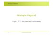 Biologia Vegetal - ULisboa maloucao/Aula 11BV.pdf Biologia Vegetal As Plantas Vasculares â€¢As condiأ§أµes