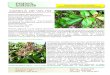 Canela de velho - Pharmácia Cantinho da Terra · 2018. 9. 14. · Biológicas da UNESP de Bauru na Miconia albicans. Também presente em alimentos como as frutas vermelhas e até