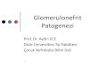 Mechanisms of glomerular damage · 2021. 7. 6. · –IgA nefropati (Mezangioproliferatif GN) –Kresentik GN •Sekonder –HSP –Sistemik vaskülit –SLE –Sistemik skleroz 70