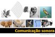 Comunicação sonora · 2013. 2. 24. · Mulher: voz aguda (150 a 300Hz). A estrutura sonora é modificada regulando-se o fluxo de ar que sai pela boca e o nariz. Experimente: -Tente