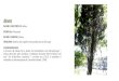 Abeto - Brigada da Floresta | Floresta - Proteção · 2020. 6. 14. · É a flor inspiradora do romance "A Dama das Camélias", de Alexandre Dumas Filho. Na linguagem das flores,