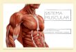 sistema muscular 2018 - Ufes...ORIGEM E INSERÇÃO As inserções dos músculos são comumente descritas como origem e inserção; a origem é geralmente a extremidade proximal do