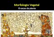 Morfologia Vegetal - Página de acesso à Intranet
