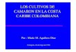CARIBE COLOMBIANA CAMARON EN LA COSTA LOS CULTIVOS DE