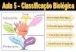 Diversidade Biológica A Classificação biológica Conceitos 