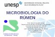 MICROBIOLOGIA DO RÚMEN - Unesp