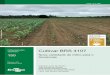 Cultivar BRS 4107 - ainfo.cnptia.embrapa.br