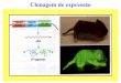 Clonagem de express£o - Biologia Molecular e Gen©tica