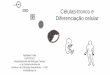 Células-tronco e Diferenciação celular