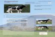 Supershot Raça Holstein Frisia - AAIP