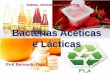 Bactérias Acéticas e Lácticas