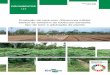 Produção de cará-roxo (Dioscorea trifida): efeitos de 