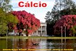 Cálcio - University of São Paulo